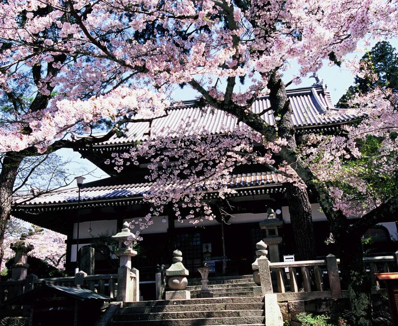 Cherry Blossom in Japan