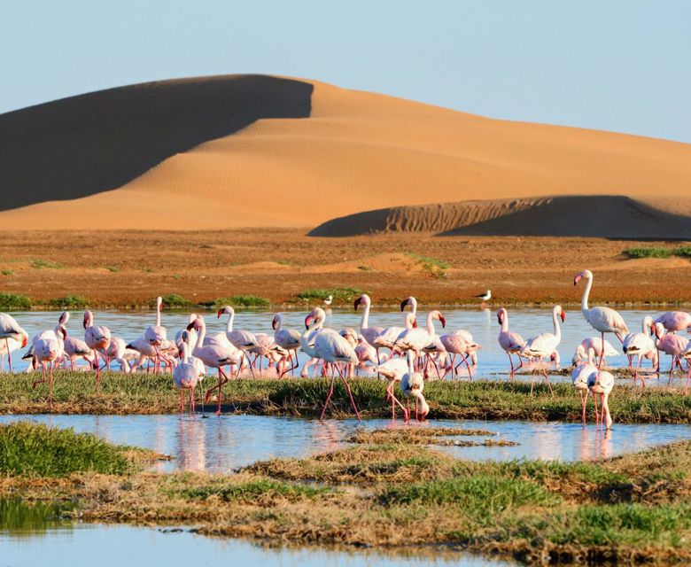 Namibia Wildlife - Viva Expeditions