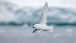 Swan Hellenic Ice landing