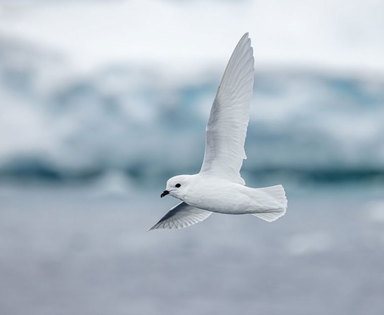 Swan Hellenic - Ice Landing