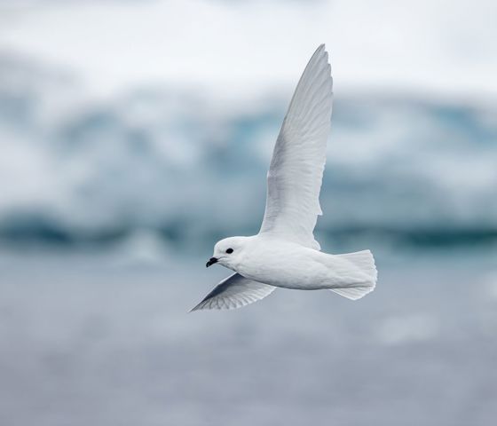 Swan Hellenic - Ice Landing