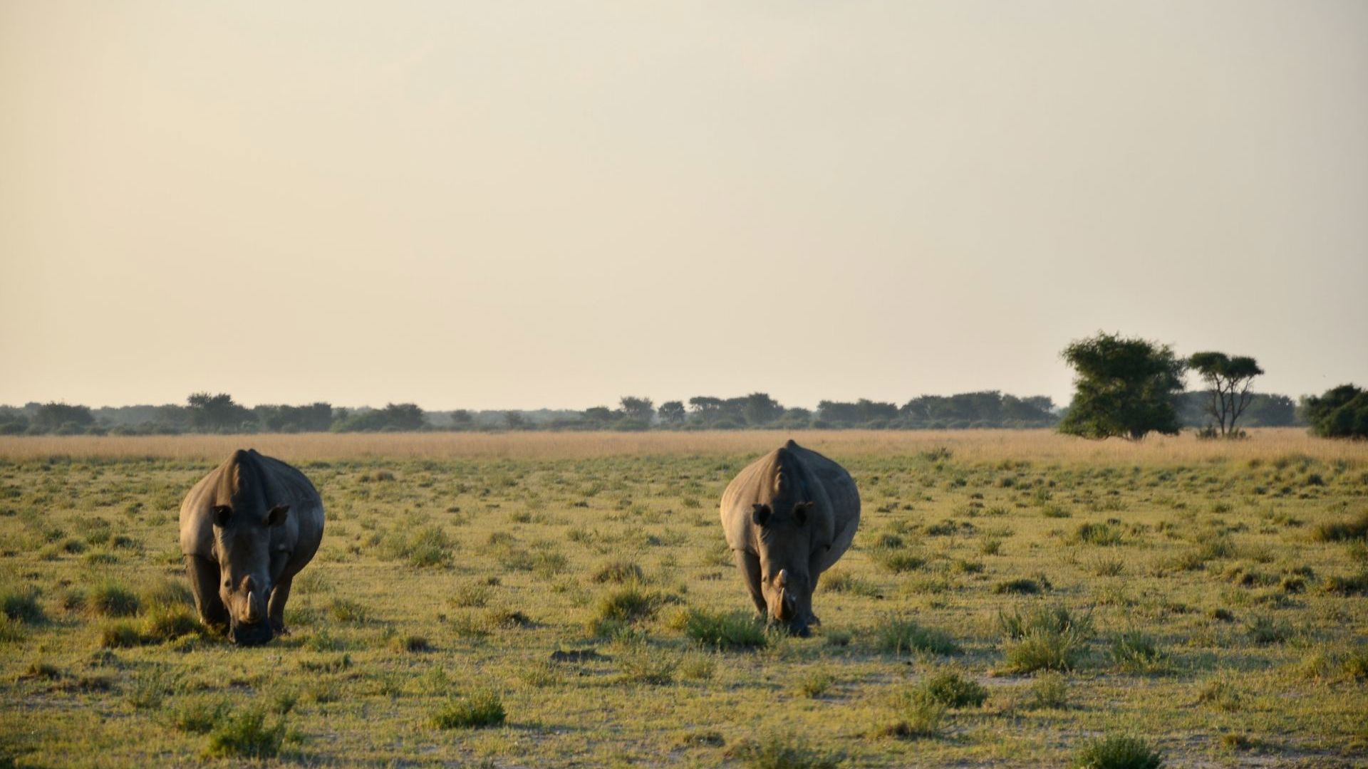 Khama Rhino Sanctuary. Image Credit: Rob Swanepoel