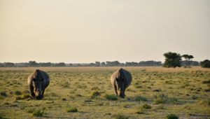 Khama Rhino Sanctuary. Image Credit: Rob Swanepoel