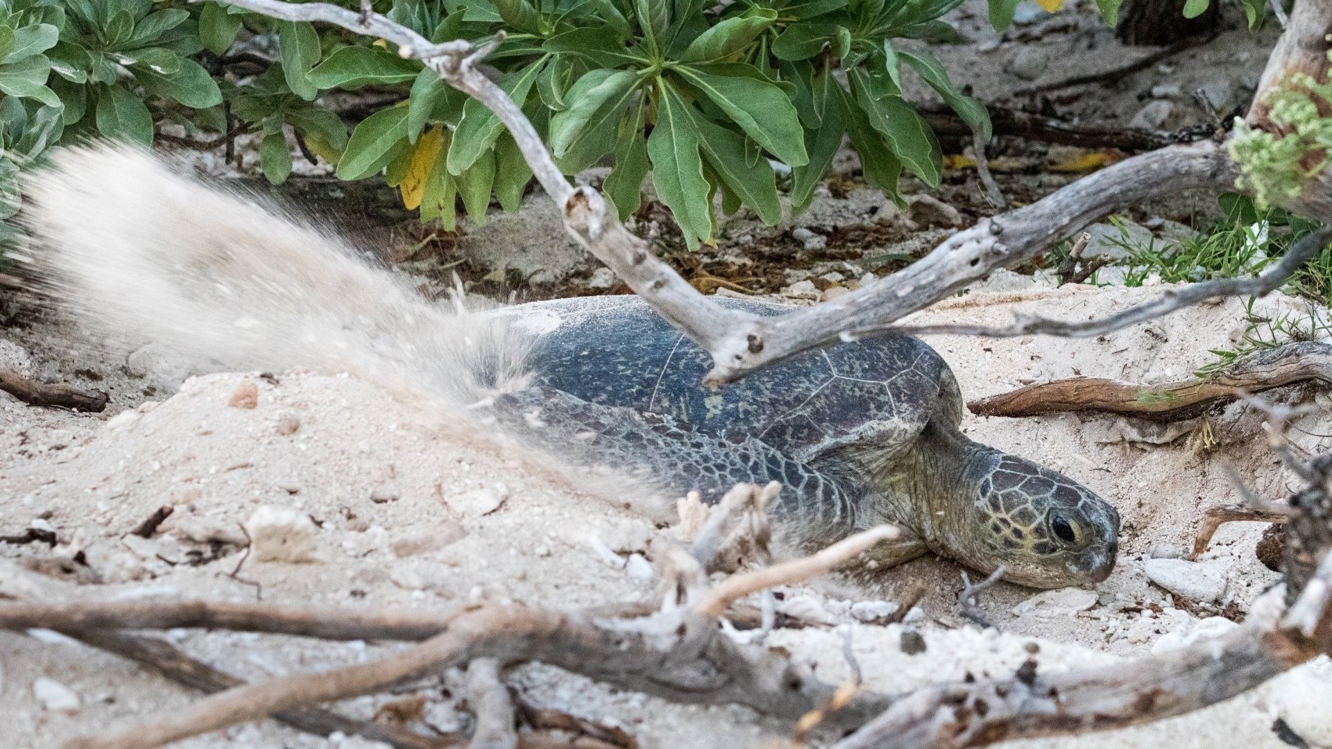 Lady Elliot Island Eco Resort - Nesting Turtle