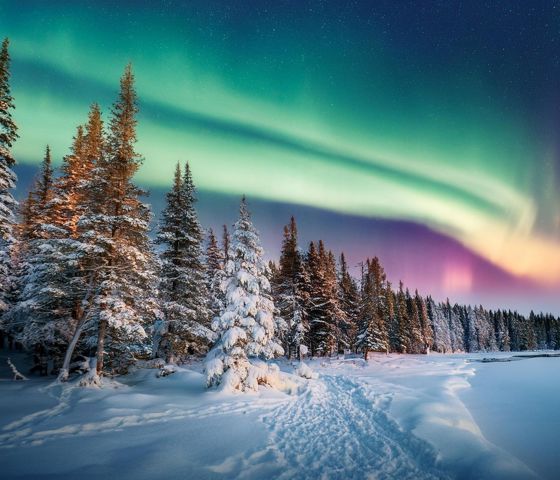 Northern Lights Seen Through The Woods
