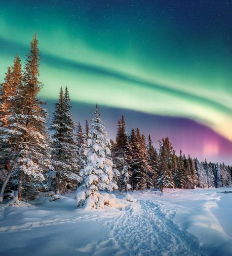 Northern Lights Seen Through The Woods