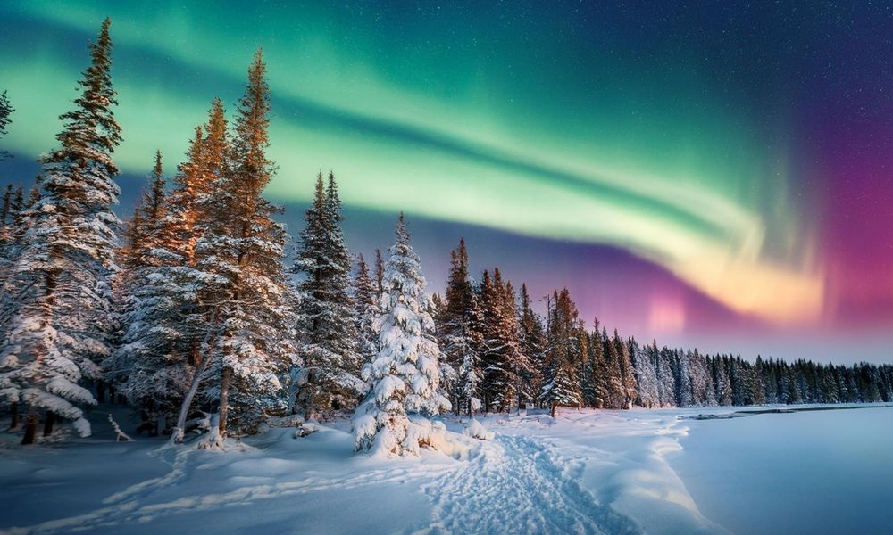 Northern Lights Seen Through The Woods