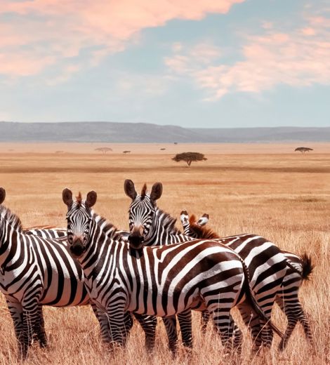 Zebras at Serengeti National Park