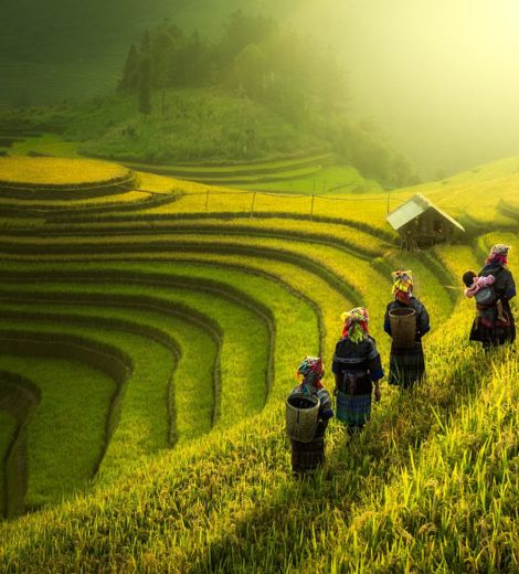 Vietnam Farmers Walking On Rice Fields 