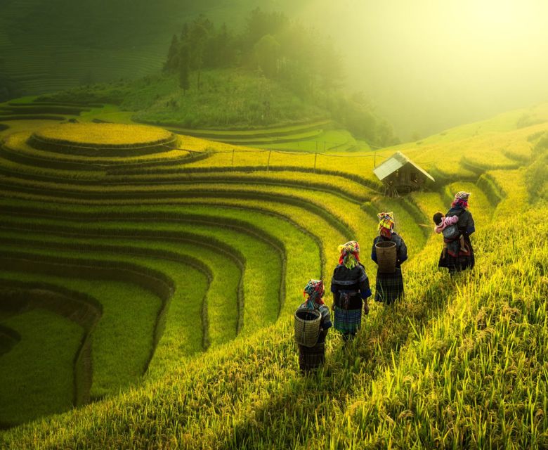 Vietnam Farmers Walking On Rice Fields 