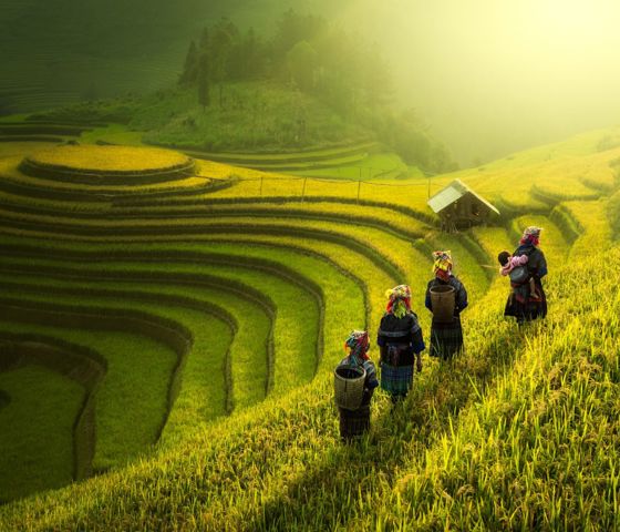 Vietnam Farmers Walking On Rice Fields