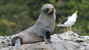 Fur Seal