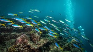 Toberua Island Resort - diving