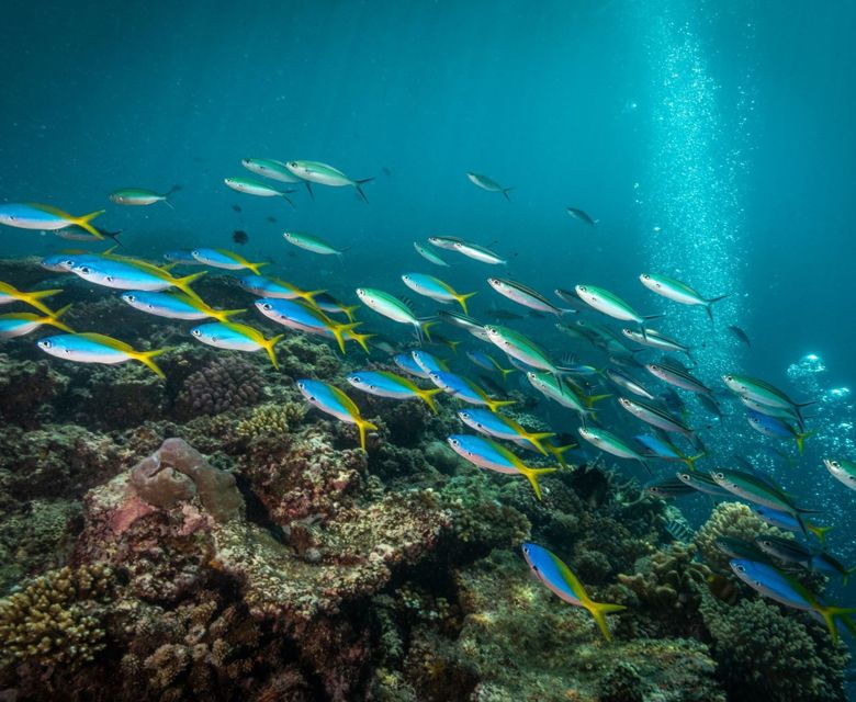 Toberua Island Resort - diving