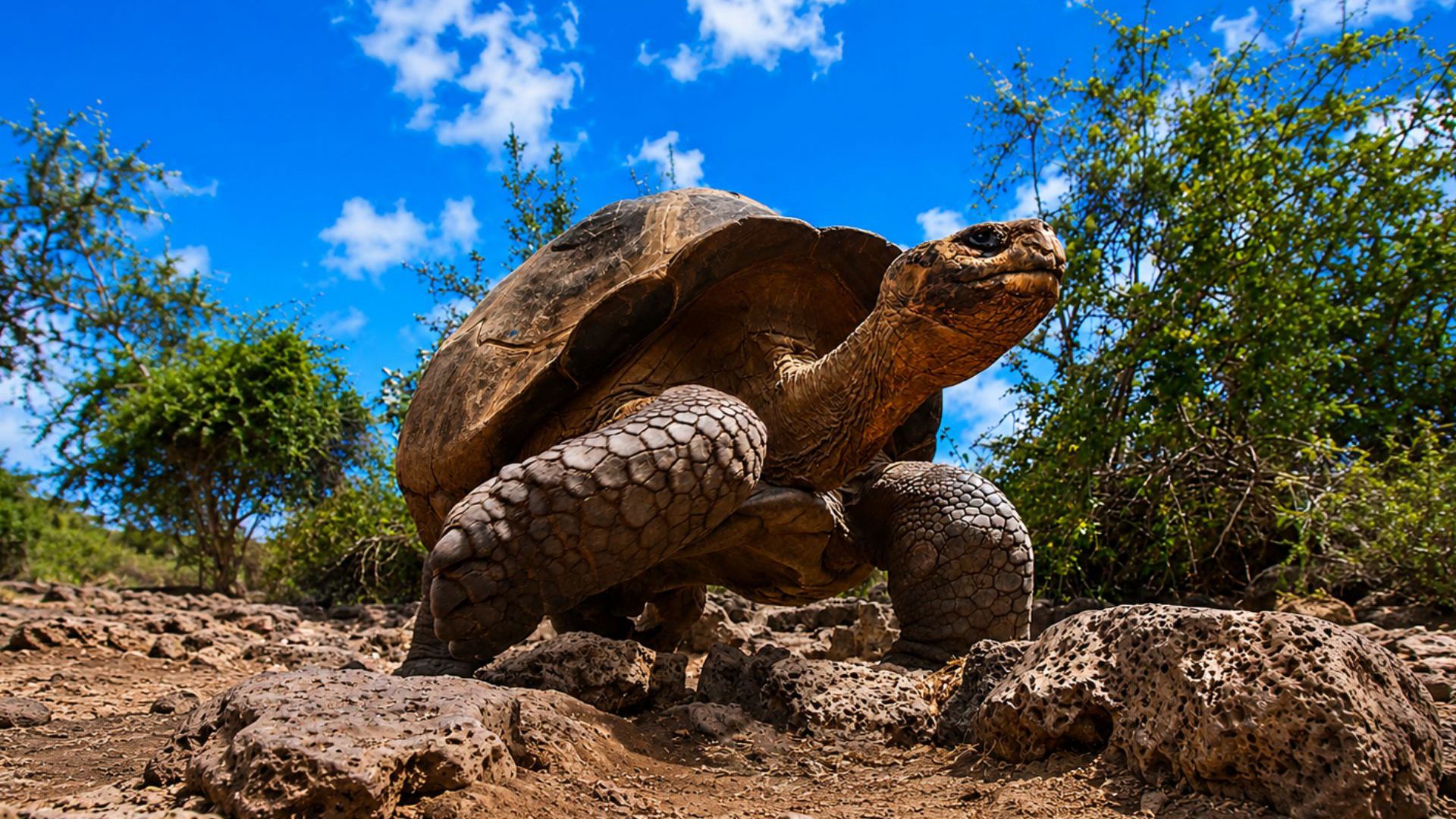 Galapagos Cruise with Wendy Petrie and Viva Expeditions