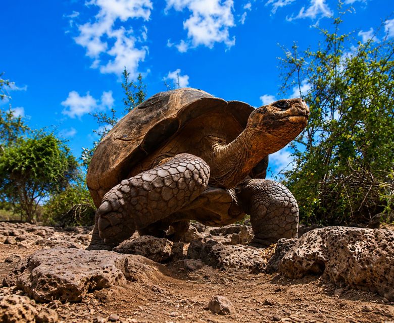 Galapagos Cruise with Wendy Petrie and Viva Expeditions
