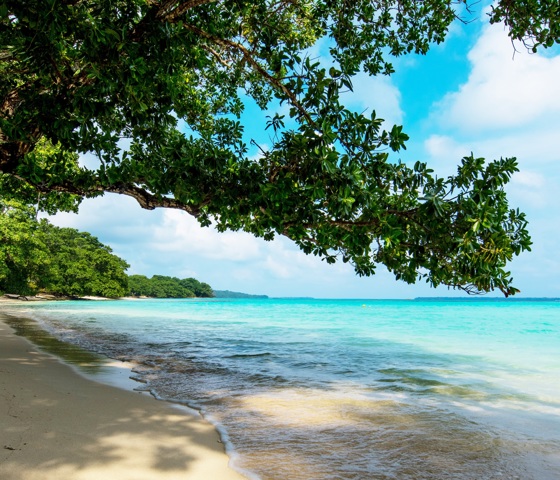 View of trees and beach
