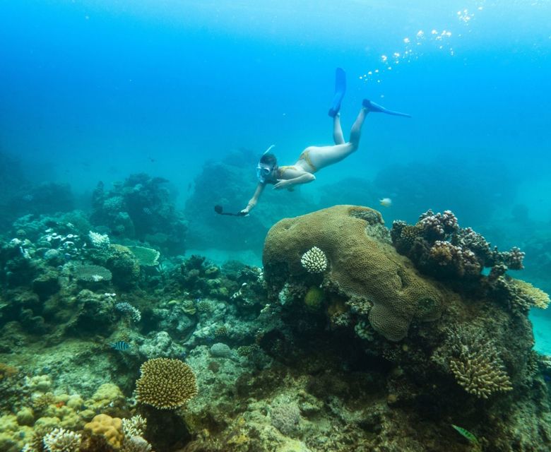 Royal Davui Island Snorkelling