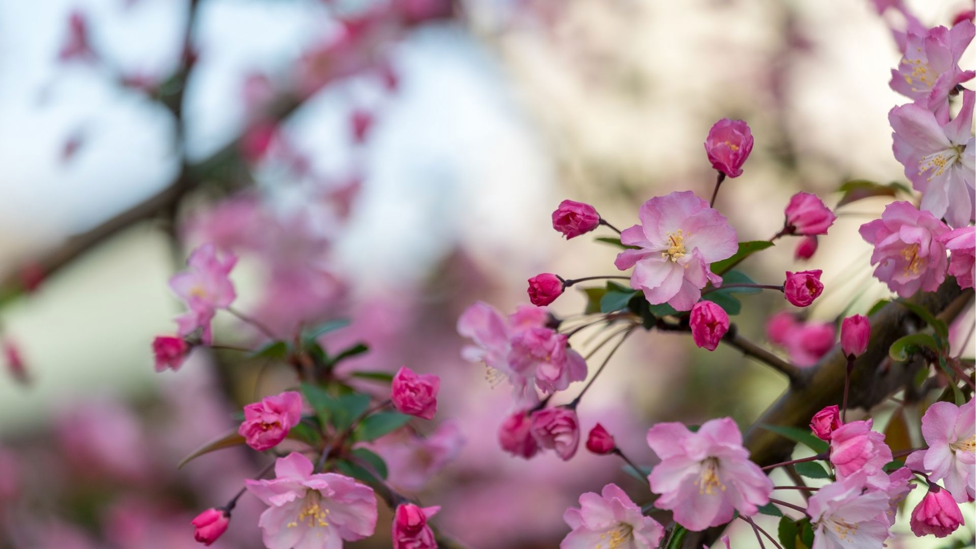 Tokyo Cherry Blossom