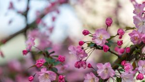Tokyo Cherry Blossom