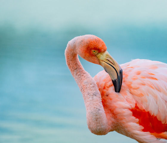  Flamingo on Santa Cruz Island, Galápagos Island, Ecuador.