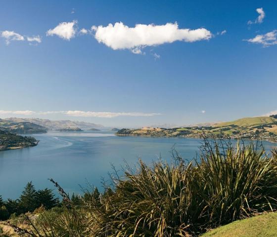 Dunedin Landscape