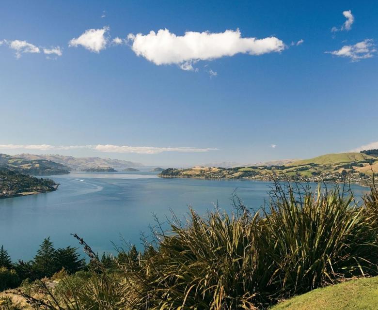 Dunedin Landscape