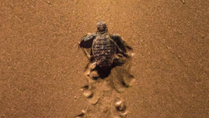 Lady Elliot Island Eco Resort - Turtle 1