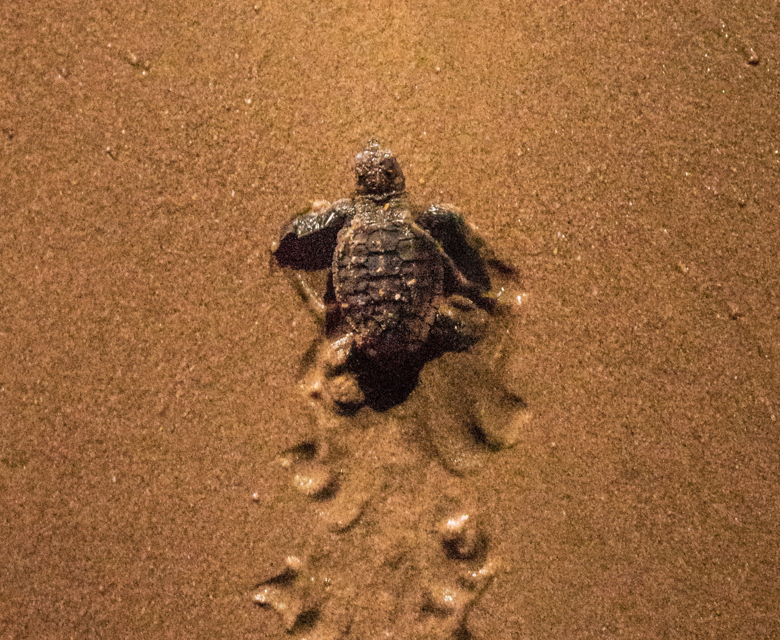Lady Elliot Island Eco Resort - Turtle 1