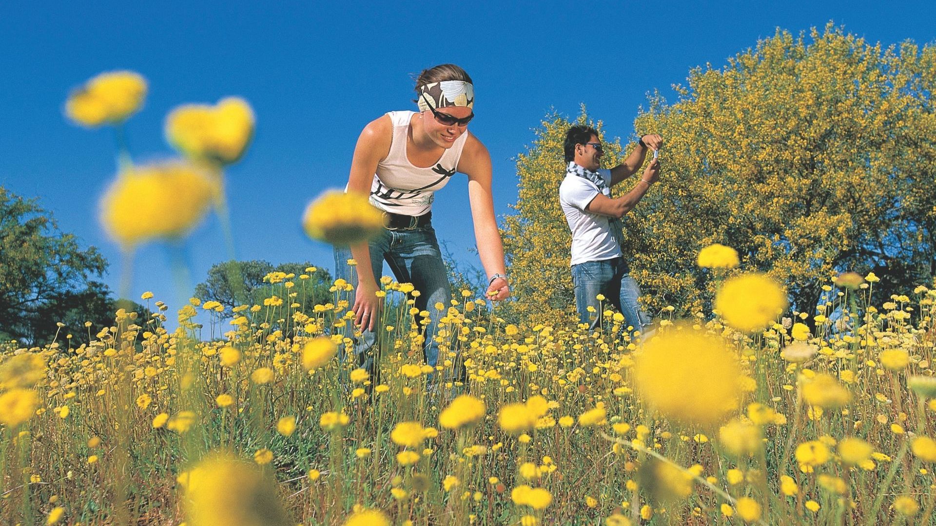 Wildflowers