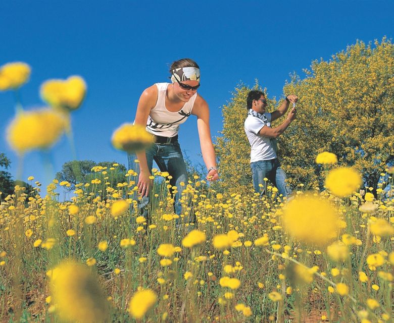 Wildflowers
