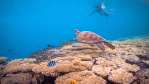 a lady snorkelling on the reef looking at a turtle and colourful fish life