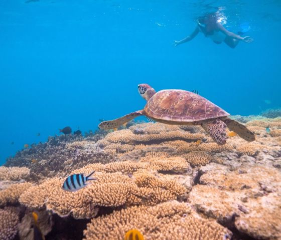 a lady snorkelling on the reef looking at a turtle and colourful fish life