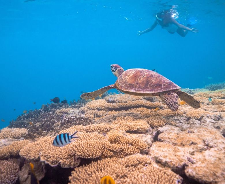 a lady snorkelling on the reef looking at a turtle and colourful fish life