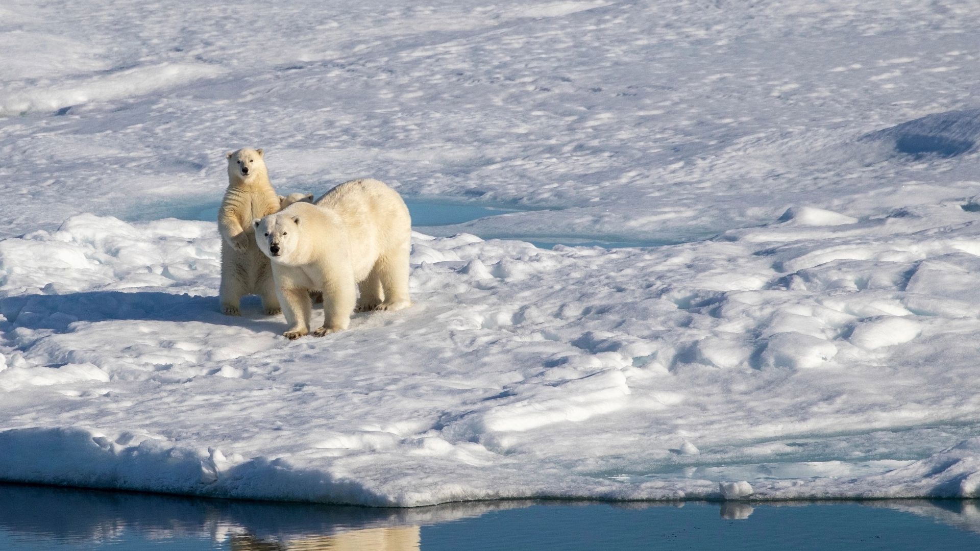 Northwest Passage Experience - Polar Bears