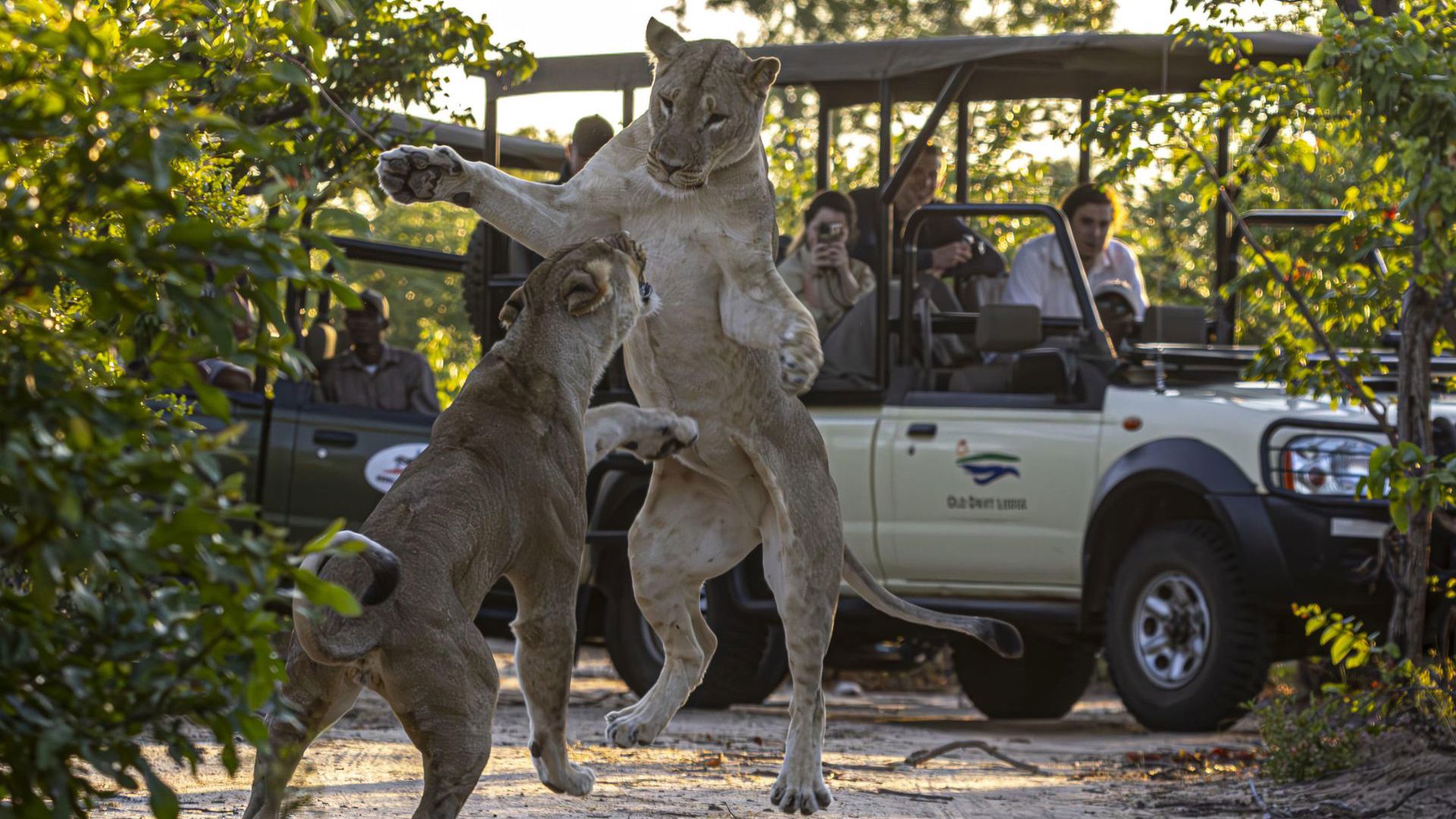 Waterfalls and Wildlife - Game Drives in the Zambezi National Park