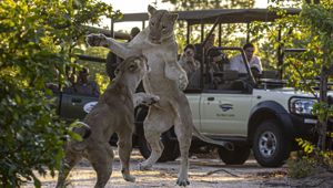 Waterfalls and Wildlife - Game Drives in the Zambezi National Park