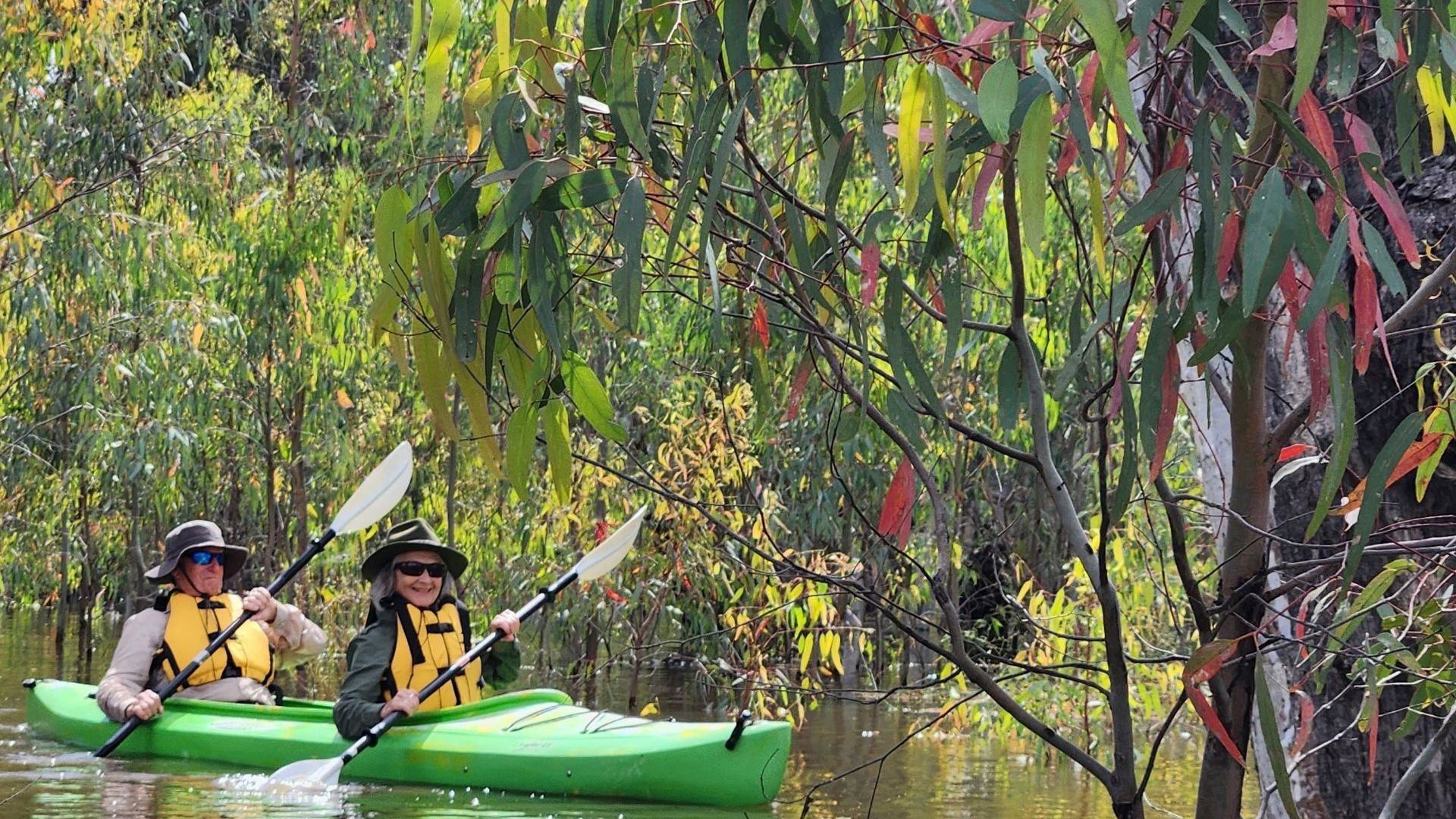 Canoe Redgum Saplings CR Murray River Trails