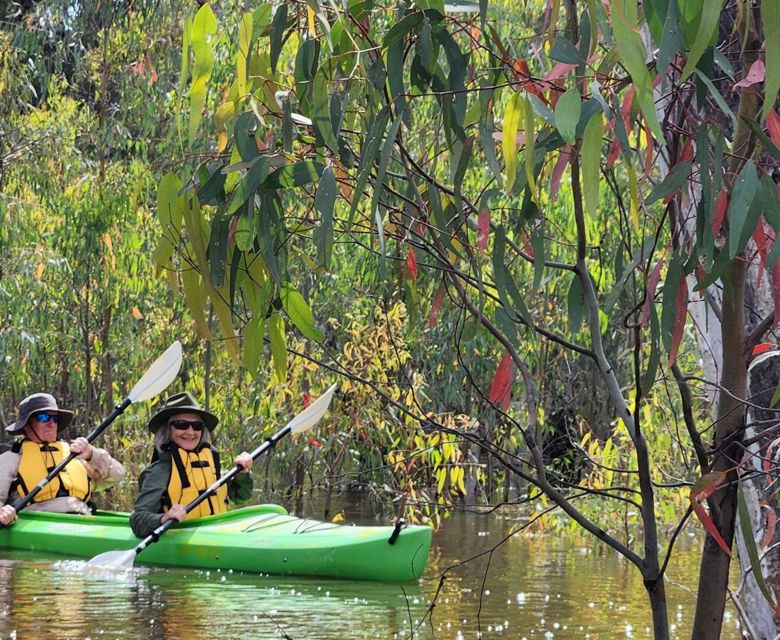 Canoe Redgum Saplings CR Murray River Trails