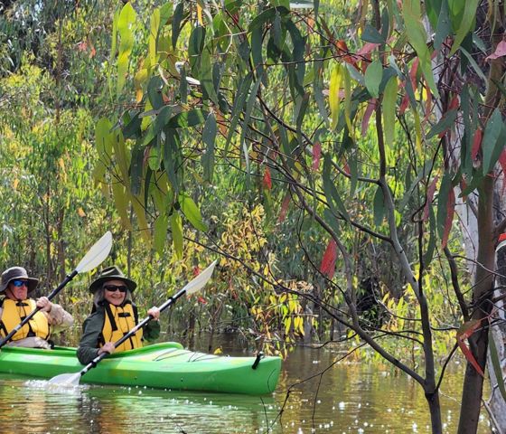 Canoe Redgum Saplings CR Murray River Trails