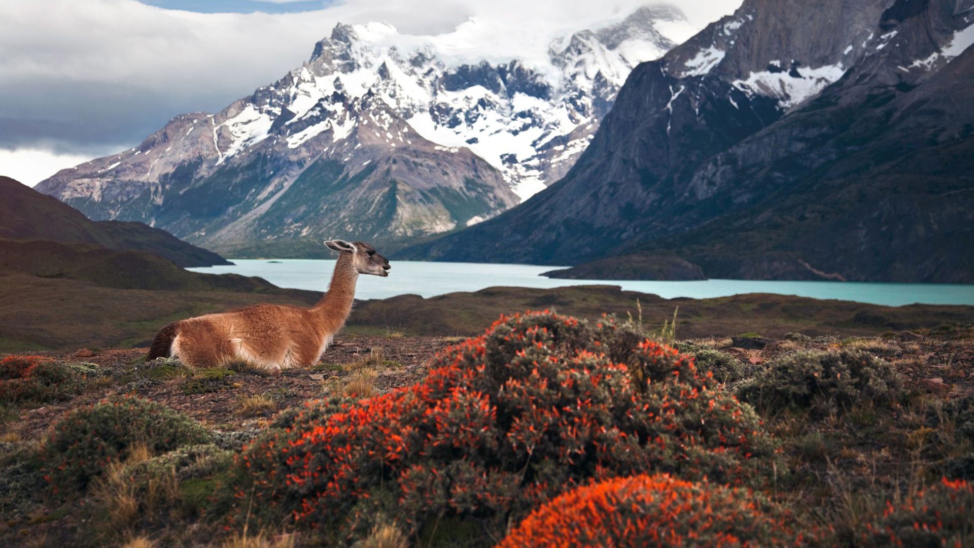 Chile - Patagonia-Torres Del Paine National Park with Ad World