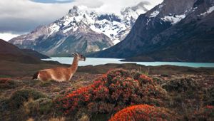 Chile - Patagonia-Torres Del Paine National Park with Ad World