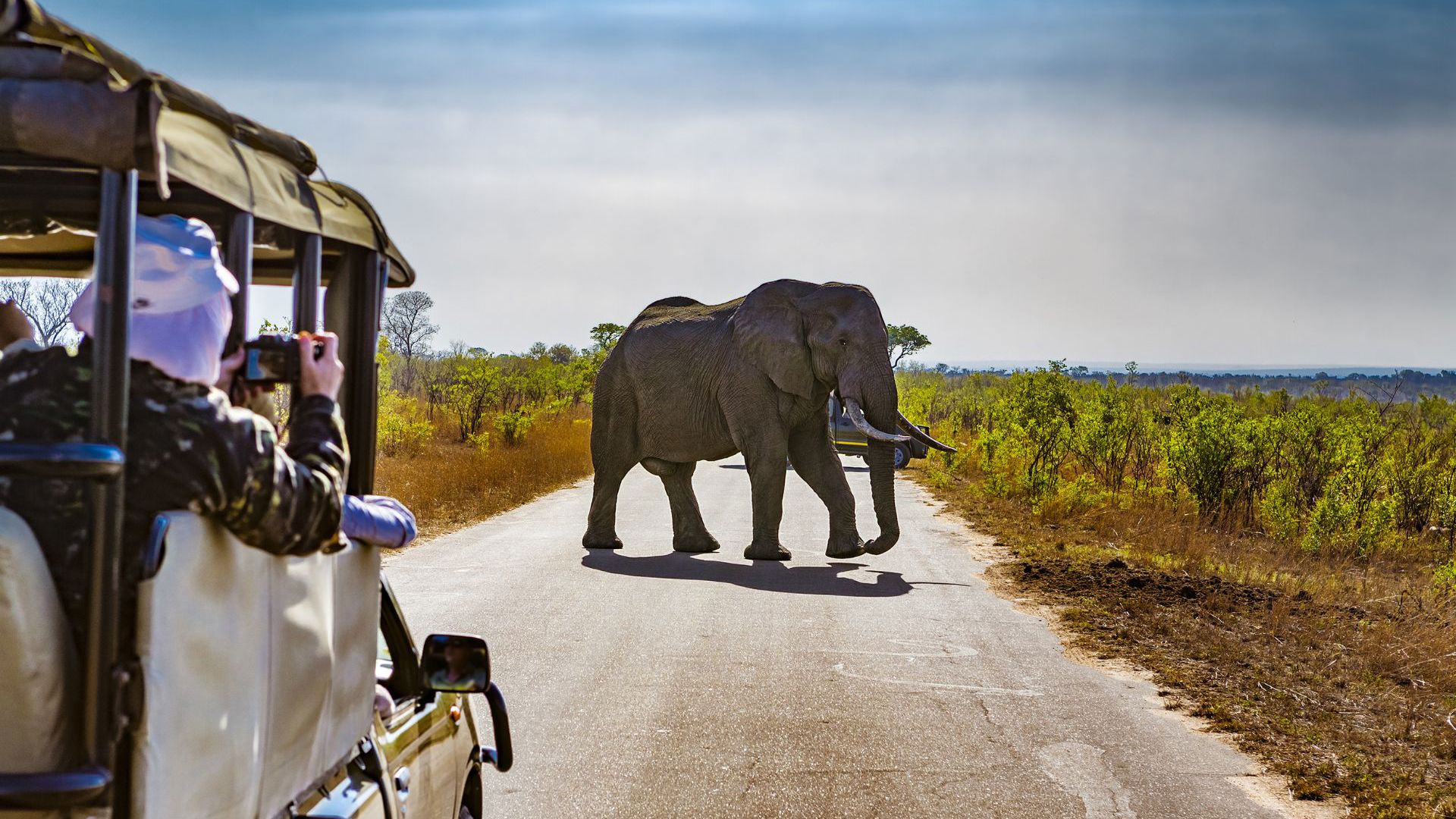 Kruger Park Safari - Viva Expeditions