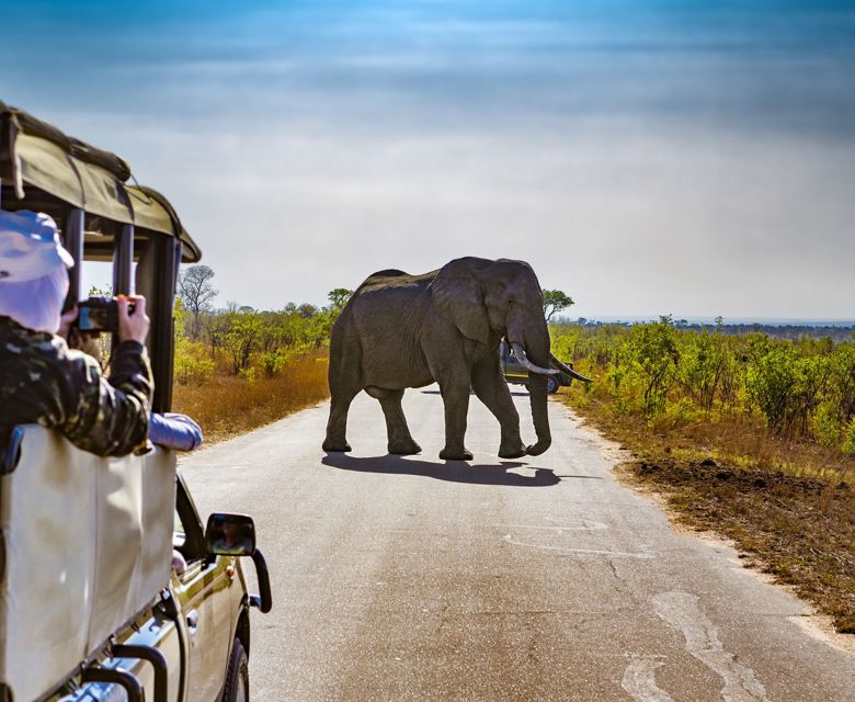 Kruger Park Safari - Viva Expeditions