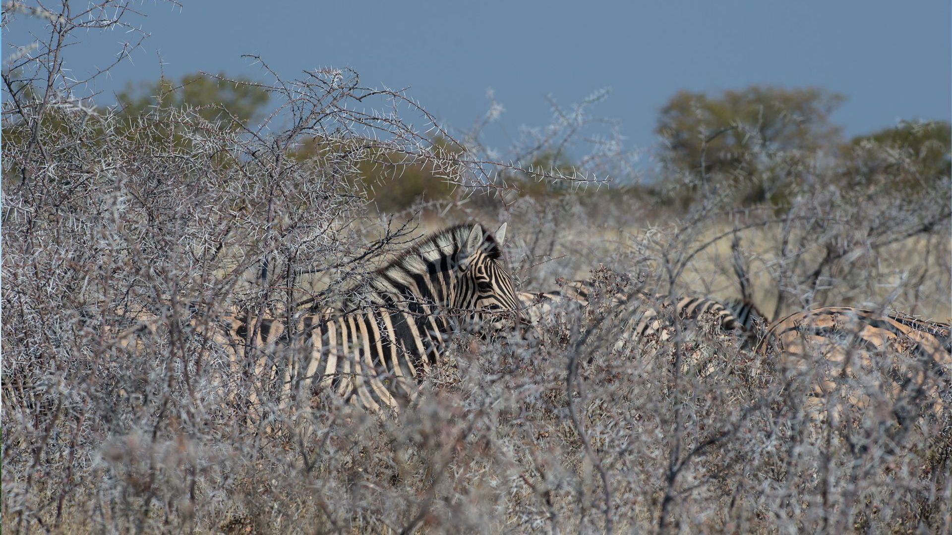 Sunway Namibia Etosha NP Bruce Taylor-7319