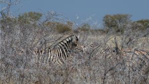 Sunway Namibia Etosha NP Bruce Taylor-7319