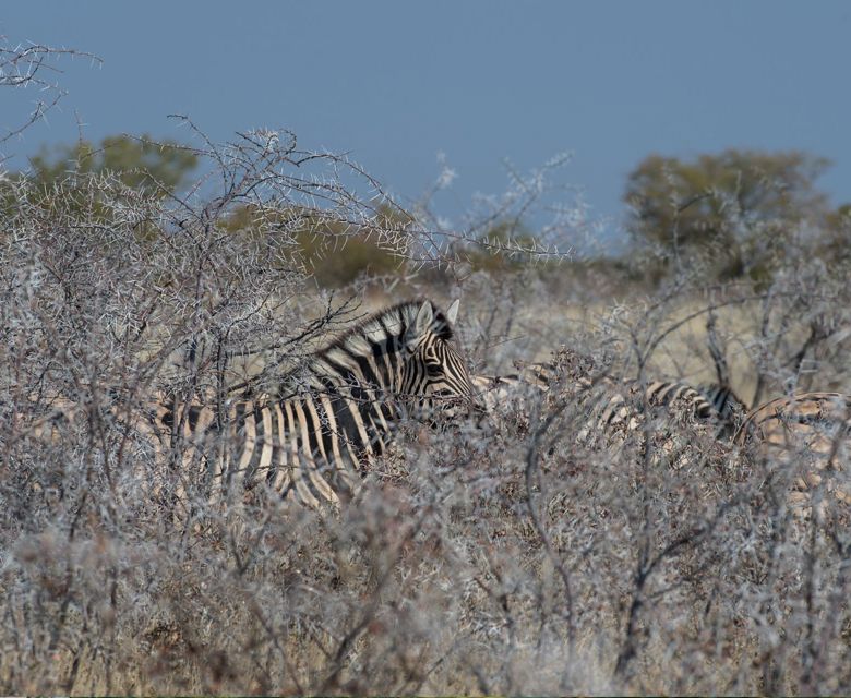 Sunway Namibia Etosha NP Bruce Taylor-7319