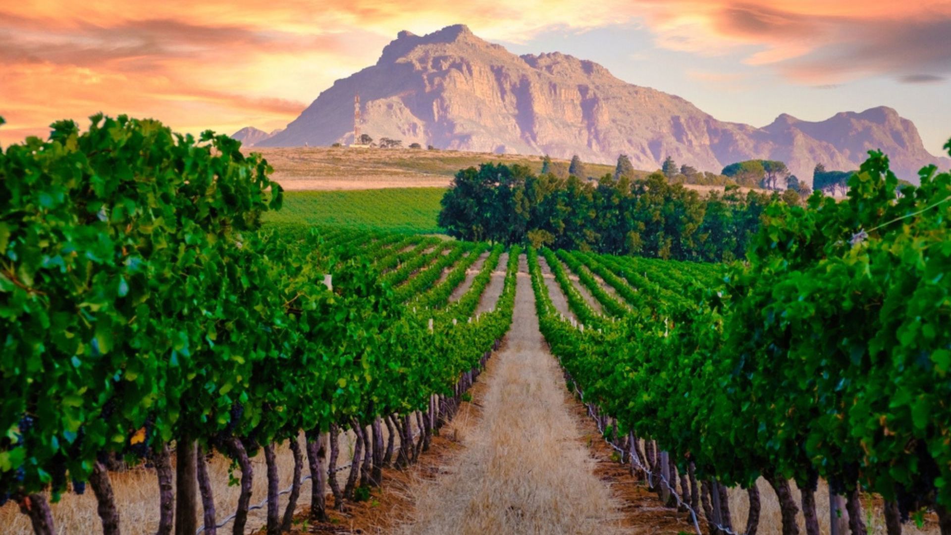 Winelands - Viva Expeditions