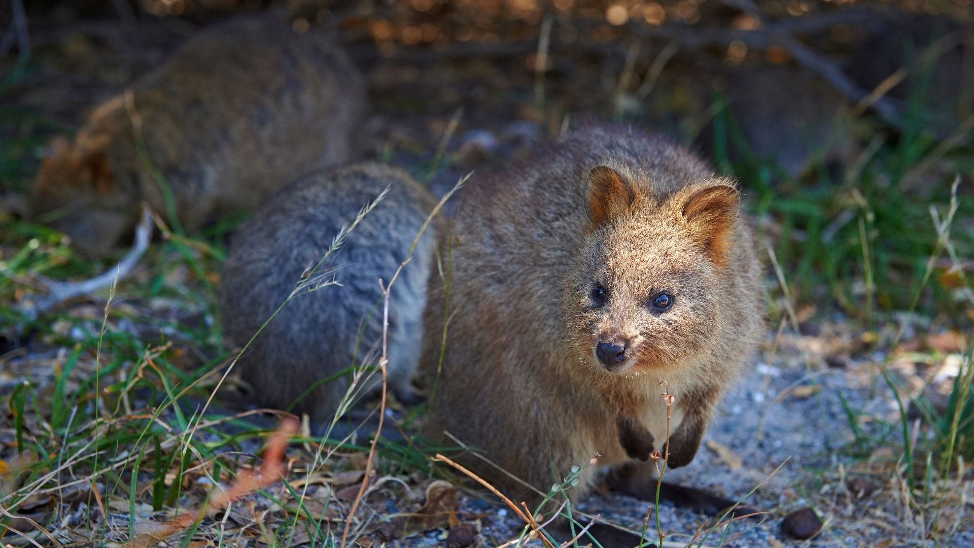 Best of Perth - Rottnest Island - Quokka