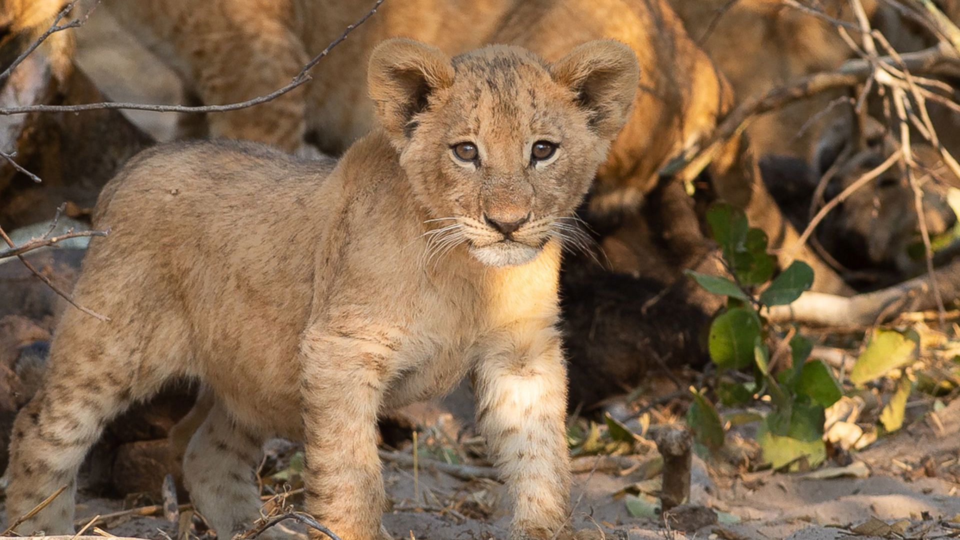 Sunway Botswana Mababe Private Reserve Bruce Taylor-6628